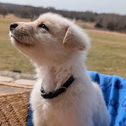 Hood - White male German Shepherd puppy in Weatherford, Texas from Haven Farm