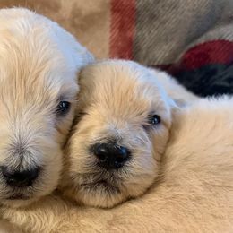 Cavapoos and Goldendoodles from Del-Frunessa’s English Goldendoodles