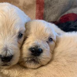 Cavapoos and Goldendoodles from Del-Frunessa’s English Goldendoodles