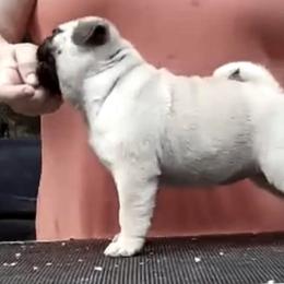 Pug Puppies from Pickwick Pugs