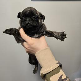 Boy 2 - Brindle male Pug puppy in Auburn, Kentucky from Prentice Family Pugs & Bugs