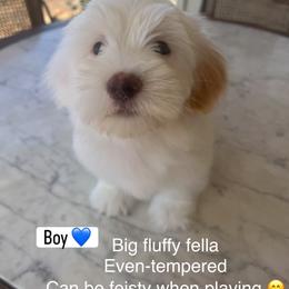 Boy 1 - White male Companion Cross puppy in Lodi, California from V & V Kennels