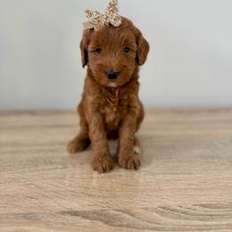Daisy - Red  female Goldendoodle puppy in Queen Creek, Arizona from Sunny Doodles