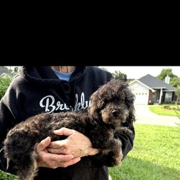Luca - Phantom male Poodle puppy in Tallahassee, Florida from Bows and Bot Ties