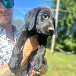 Girl 1 - Black female Companion Cross puppy in Montrose, Michigan from Spraggins Sweet Acres