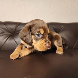 Brie - Brown white and tan female Beagle puppy in Bois D Arc, Missouri from Country Home Pets and Farm