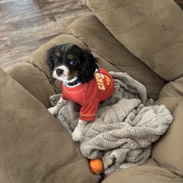 Pepper - Tri-color male Cavalier King Charles Spaniel puppy in Kirksville, Missouri from Royal Country Cavaliers of Missouri