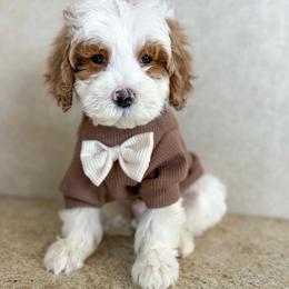 Sleepy - Parti male Goldendoodle puppy in Warsaw, Ohio from Lovabledoodles