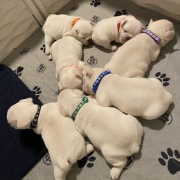 French Bulldog Puppies from Linda Demastus