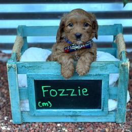 Fozzie - Red male Australian Labradoodle puppy in Citrus Heights, California from Elite Blend Labradoodles