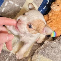 Sailor - Red and white male Chihuahua puppy in Canton, Ohio from Elysium Fields Chihuahuas