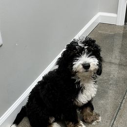 Maverick - Bernedoodle