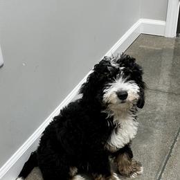 Maverick - Bernedoodle