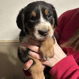 Girl 1 - Black, white and red female Greater Swiss Mountain Dog puppy in Lower Burrell, Pennsylvania from Polyanna’s GSMD