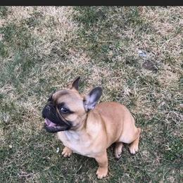 French Bulldog Puppies from Heartfelt Kennels