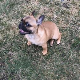 French Bulldog Puppies from Heartfelt Kennels