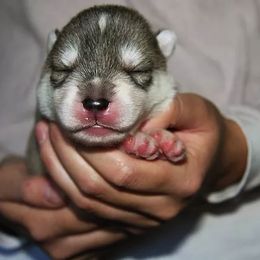 Siberian Husky Puppies from TreeLine Siberians