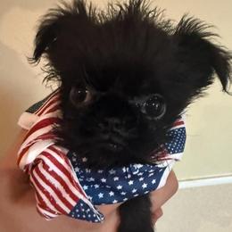 Violet - Black female Brussels Griffon puppy in Brooks, Georgia from Brooks Berner Bears & Brussels Griffons