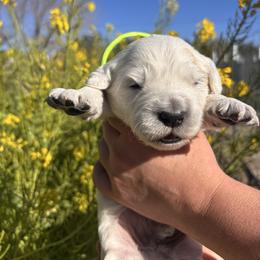 Green boy - Light golden male Golden Retriever puppy in Pahrump, Nevada from Southern Nevada Goldens