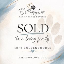 Tinker Bell - Cream female Goldendoodle puppy in Bountiful, Utah from PJs Puppy Love