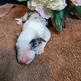 Lily - Blue merle female Border Collie puppy in Opelousas, Louisiana from Zahara Border Collies
