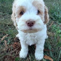 Arthur with training - Red and white male Cockapoo puppy in Boonville, North Carolina from Doods & Dolls