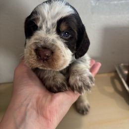 Blue - Tri-Roan male English Springer Spaniel puppy in Lincoln, Texas from Lee Co. Springers