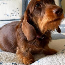 Vixen - Dachshund