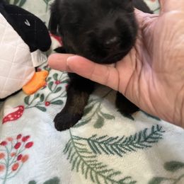 Girl 1 - German Shepherd puppy from Cottonwood Kennel