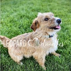 Maya - Leopardoodle