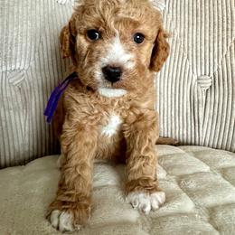 Mila - Cream female Goldendoodle puppy in New Britain, Connecticut from Goldendoodles Stars LLC