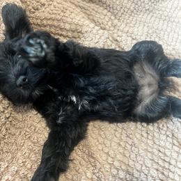 Miniature Schnauzer Puppies from Chantel's Miniature Schnauzers