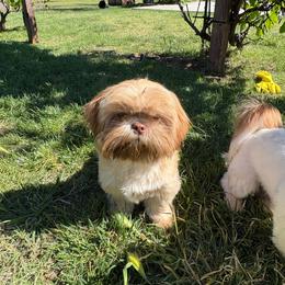 Jupiter - Liver male Shih Tzu puppy in Madera Acres, California from California Shih Tzu’s