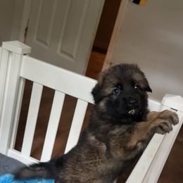 German Shepherd Puppies from Astral Kennels