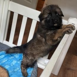 German Shepherd Puppies from Astral Kennels