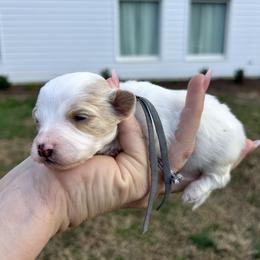 Grey Collar - Gold male Havapoo puppy in Powder Springs, Georgia from West Cobb Dogs