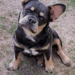Harper - French Bulldog