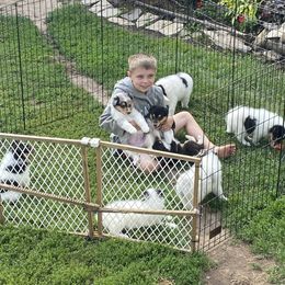 Collie Puppies from Rusty Spur Collies