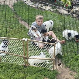 Collie Puppies from Rusty Spur Collies