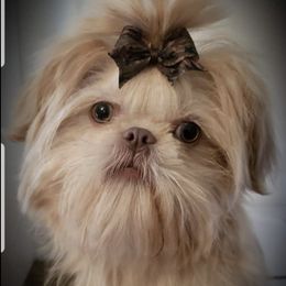 Shih Tzus from Southern Tzu Topia Shih Tzus
