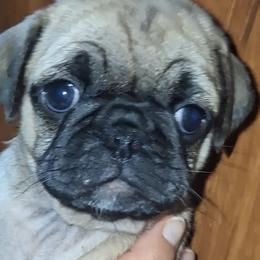 Fawn n white Girl 4 - Fawn female Pug puppy in Gadsden, Alabama from Carla's Pugs