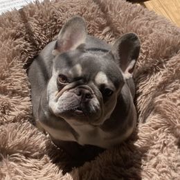 French Bulldogs from Cory's Frenchies