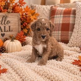Wilder - Red  male Goldendoodle puppy in Floyd, Virginia from Hearts and Paws Poodles and Doodles