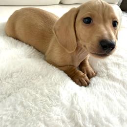 Cream puppy number six - Cream male Dachshund puppy in Spokane, Washington from Dearhaven Doxie
