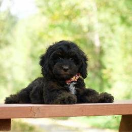 Kai - Black white and tan male Cockapoo puppy in Deming, Washington from Heavenly Puppies to Love