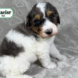 Glacier - Merle male Bernedoodle puppy in Milan, Indiana from Doodles & Spice