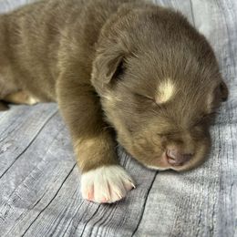 Hershey - Red and white male Alaskan Malamute puppy in Independence, Virginia from New River Valley Malamutes