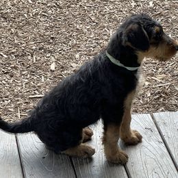 Airedale Terrier Puppies from Seaquest Airedales