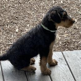Airedale Terrier Puppies from Seaquest Airedales