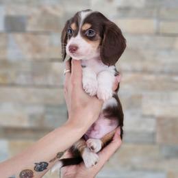 Boy 2 - Piebald male Dachshund puppy in Rancho Cucamonga, California from Pretty Little Dachshunds